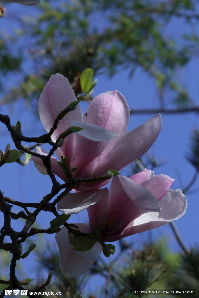 玉兰花 
