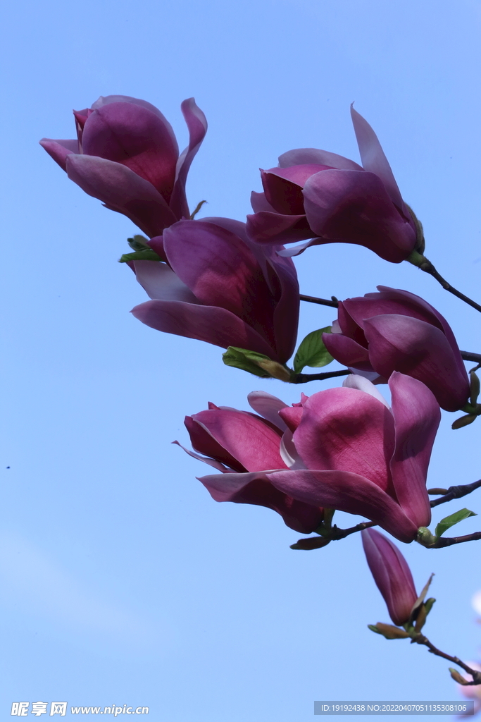 玉兰花 