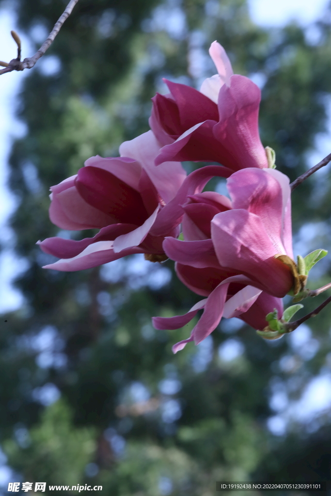玉兰花 