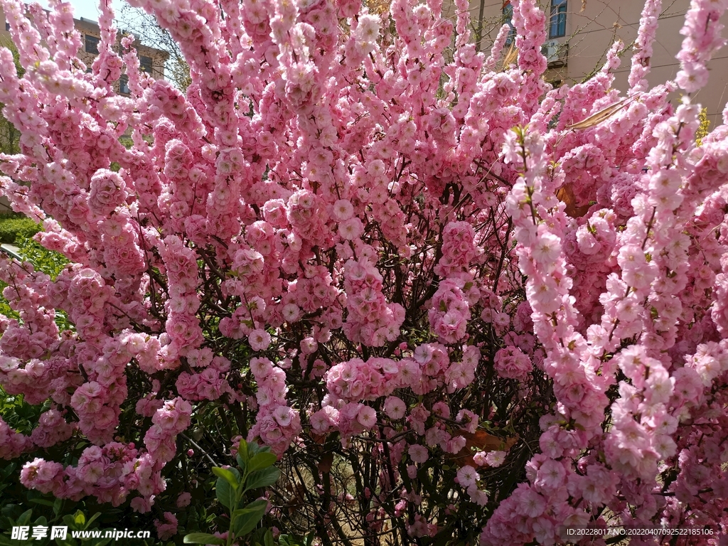 小区花草