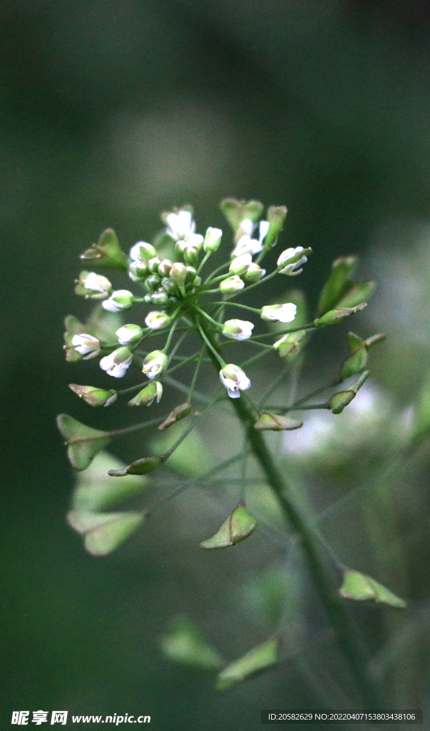 荠菜花