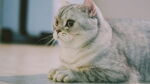 沉思的猫