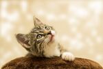花猫