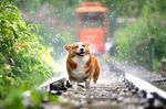 可爱柯基犬