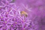 采蜜的蜜蜂