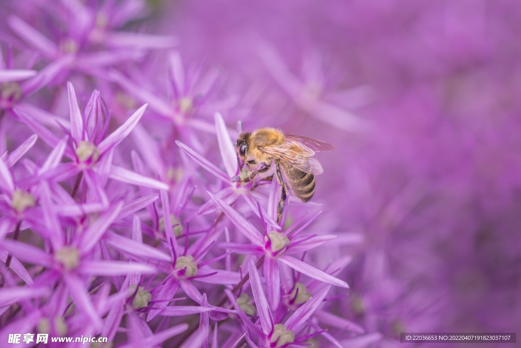 采蜜的蜜蜂