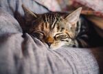 睡觉的猫