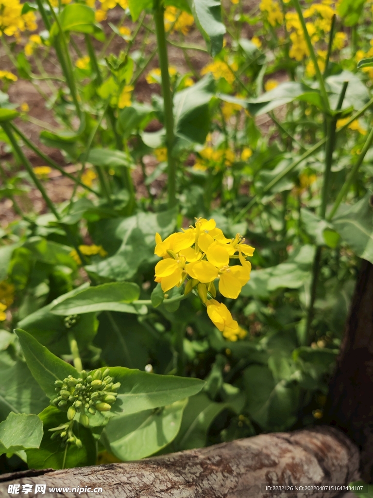 油菜花