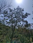 山