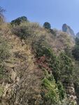 山