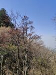 树