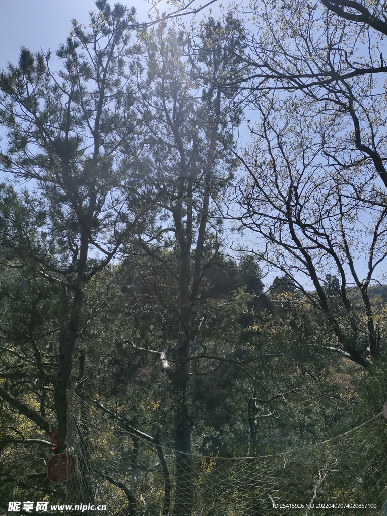 树