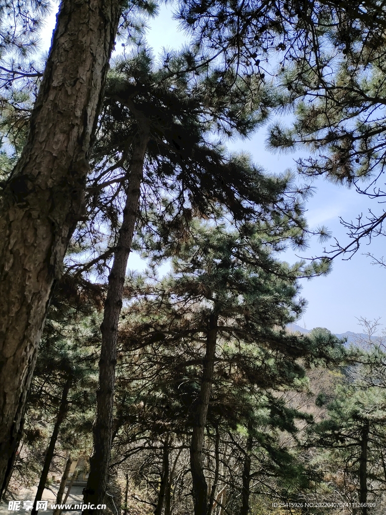 树