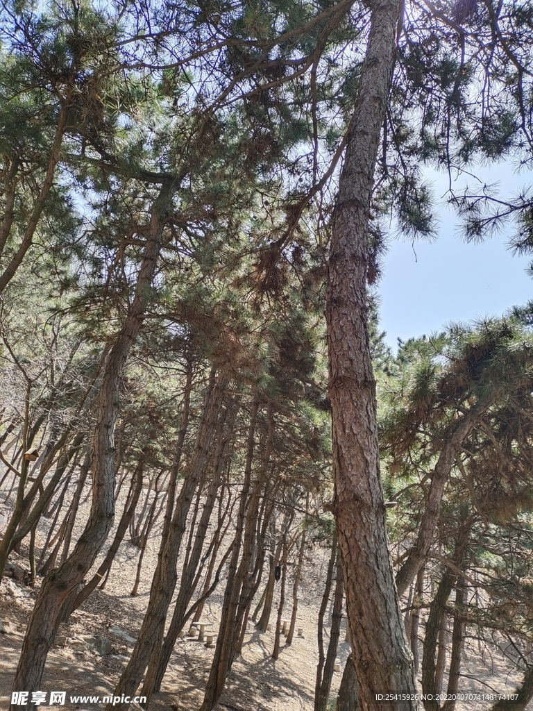 树