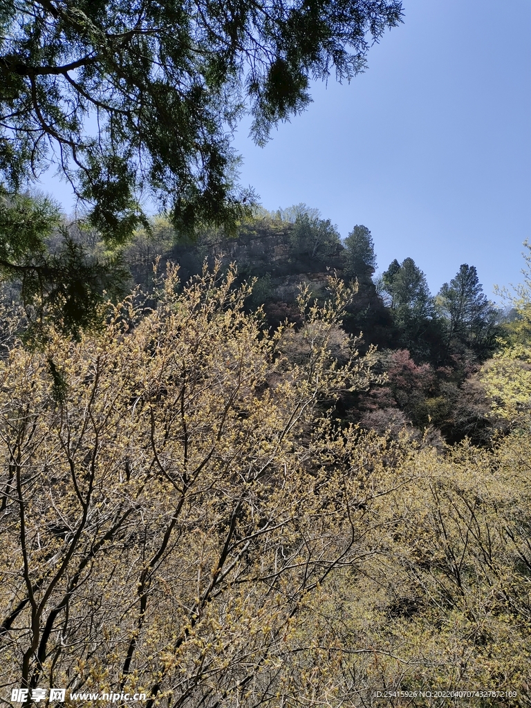树
