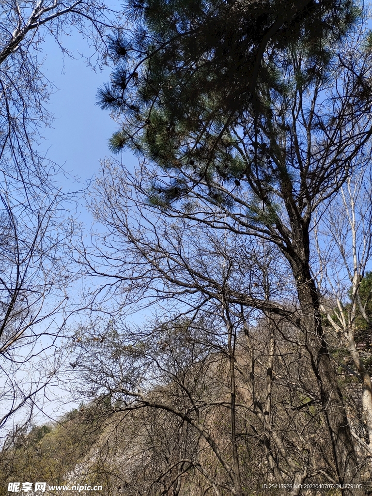 树