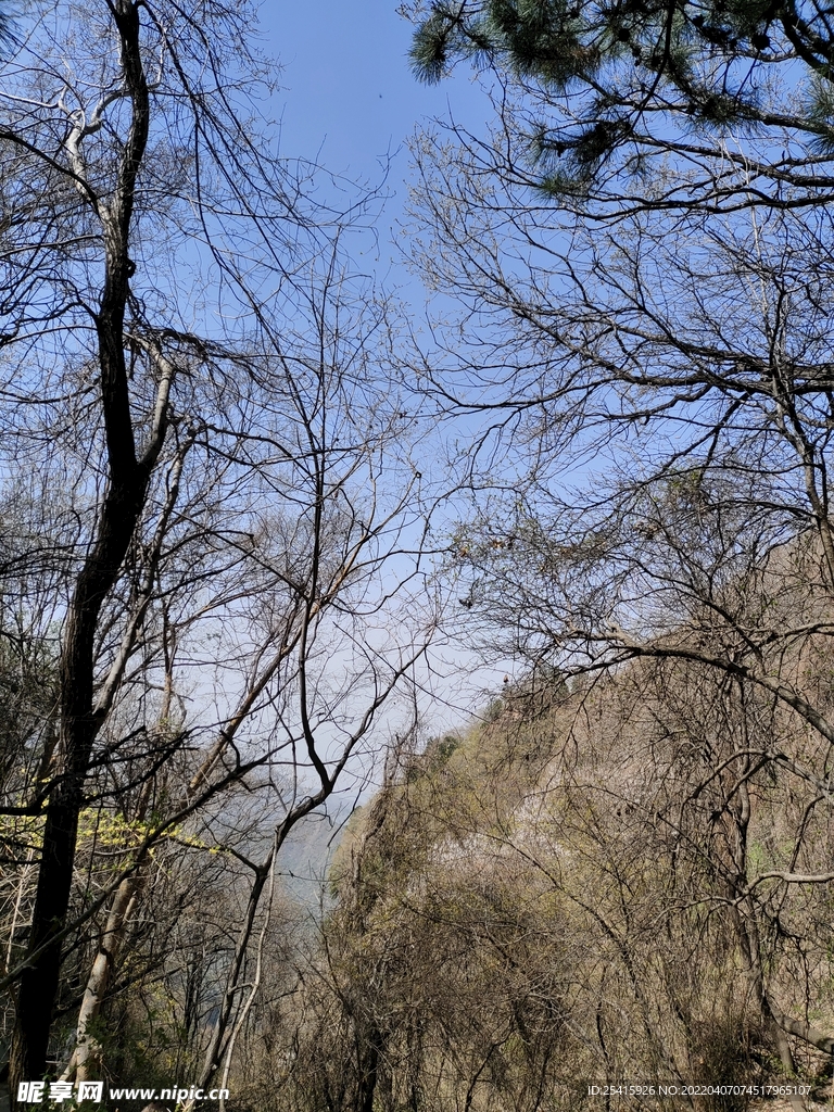 树