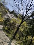树