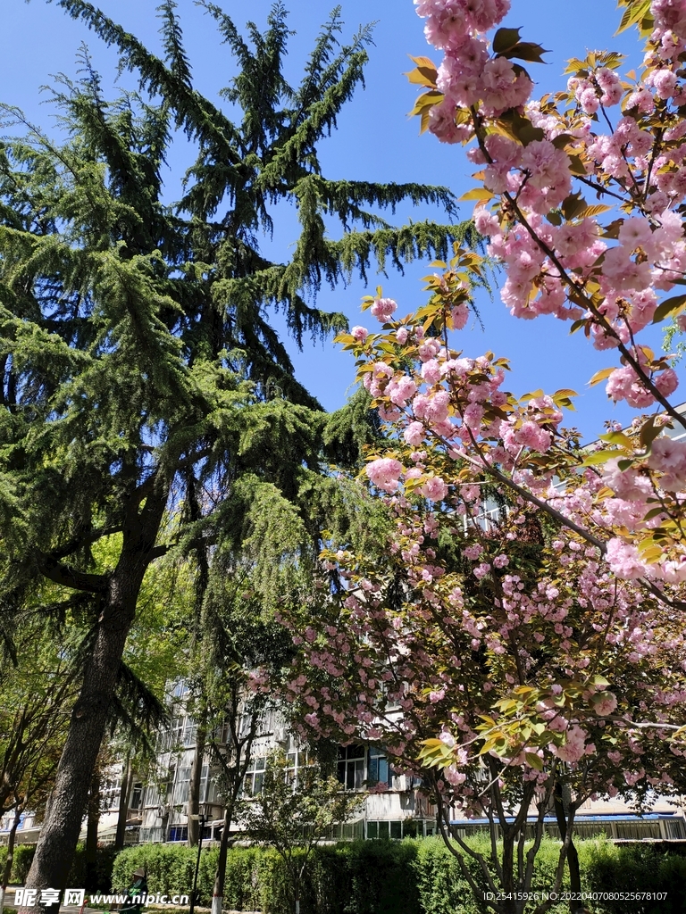 树