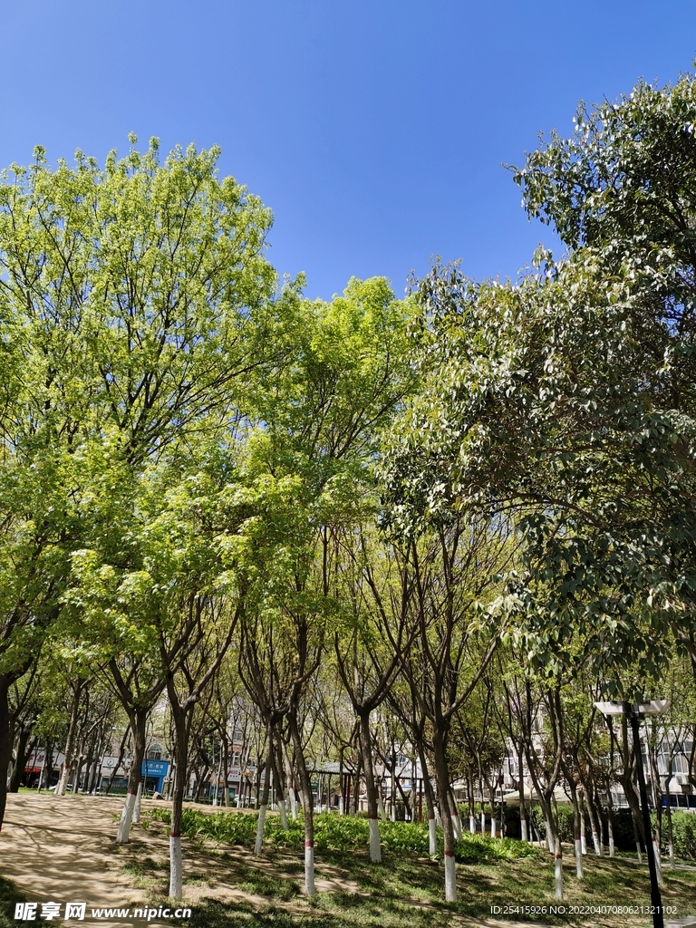 树