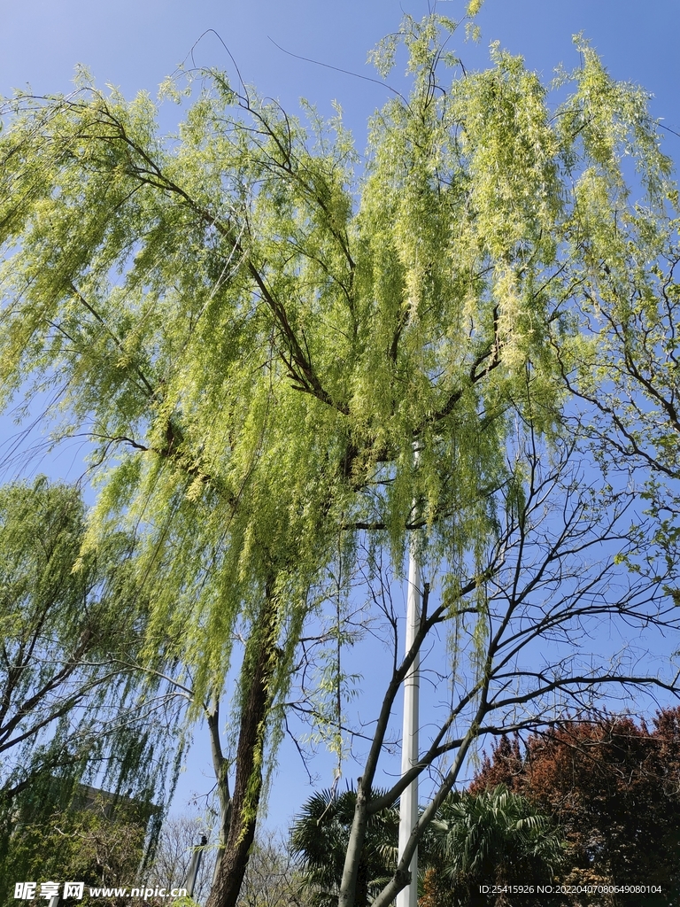 树