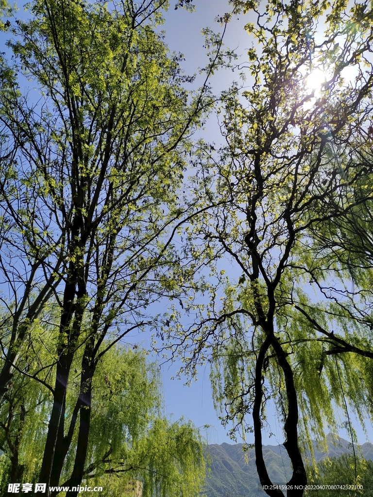 树