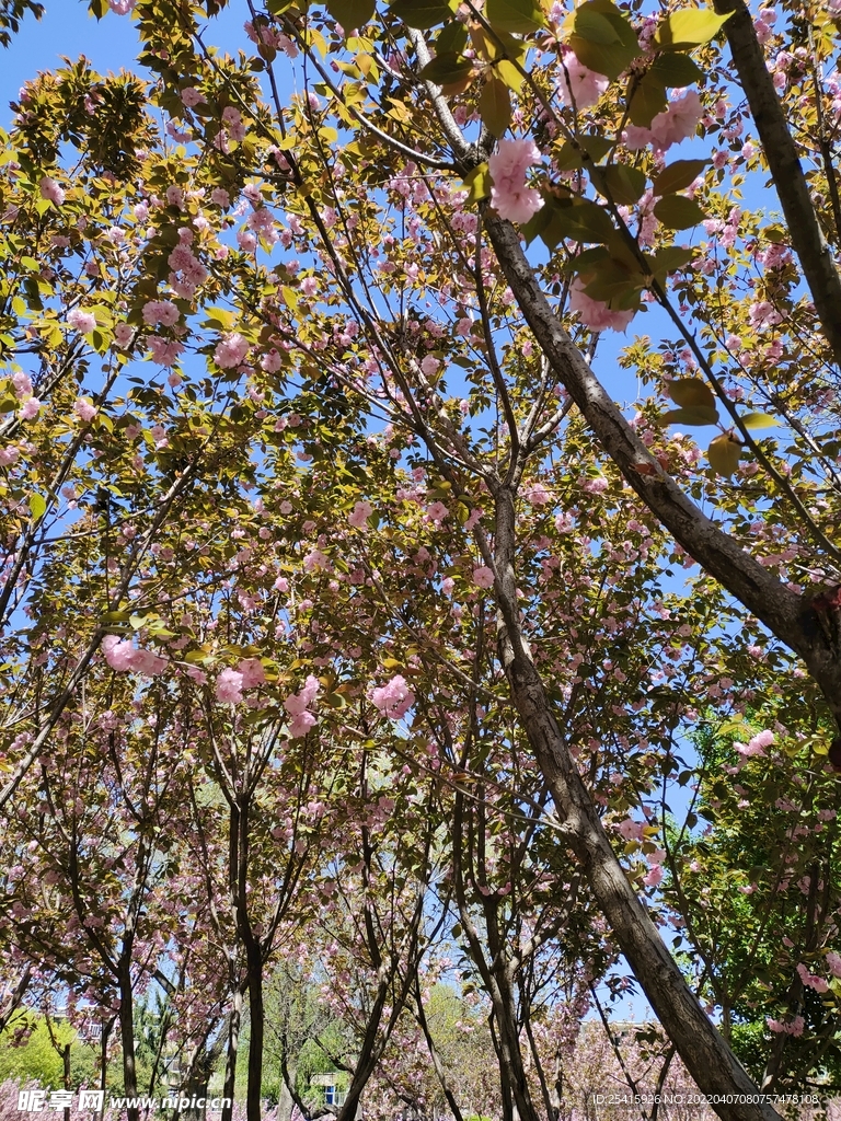 树