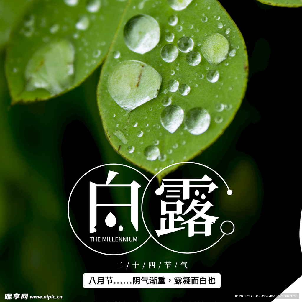 白露             