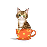 茶杯猫            