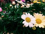 雏菊