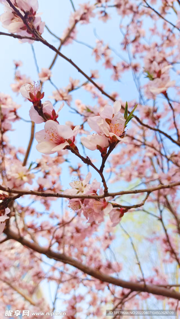 三月桃花