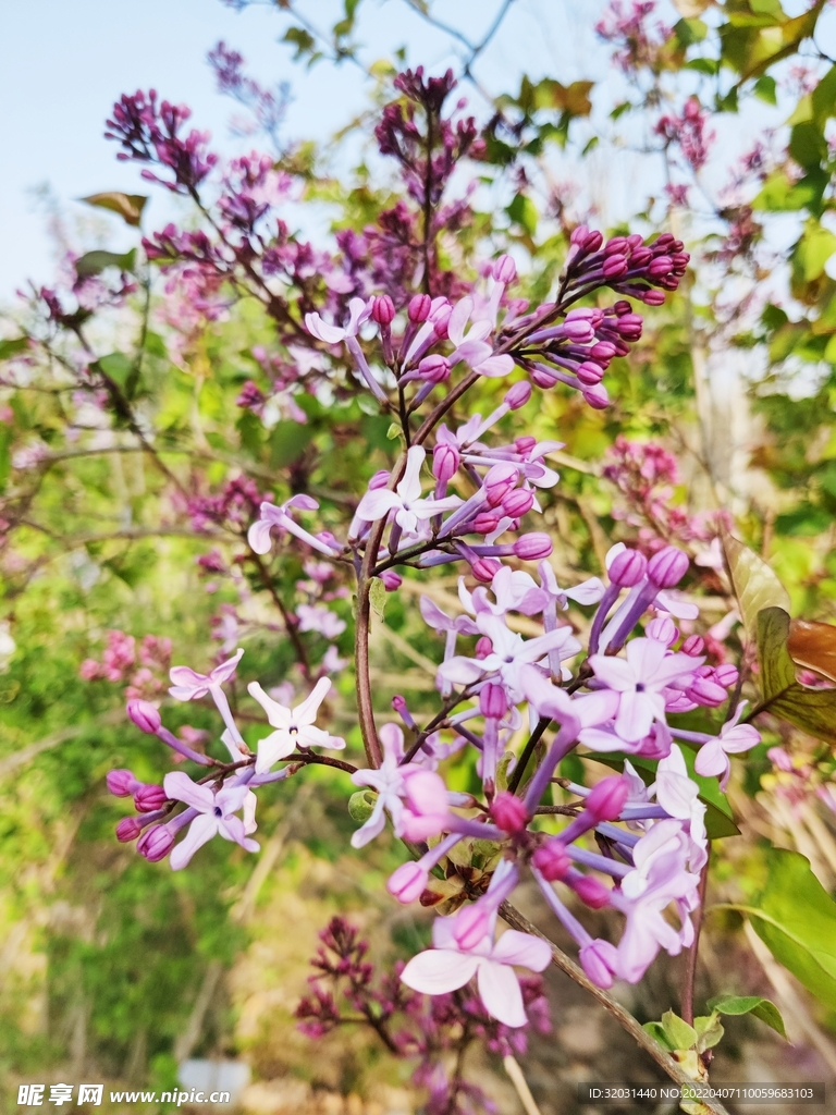 丁香花