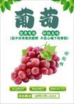 葡萄海报