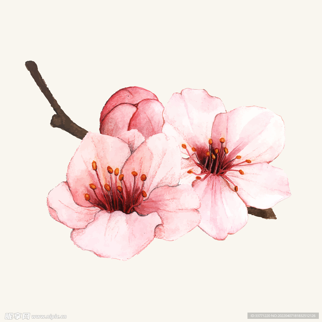 粉色桃花 