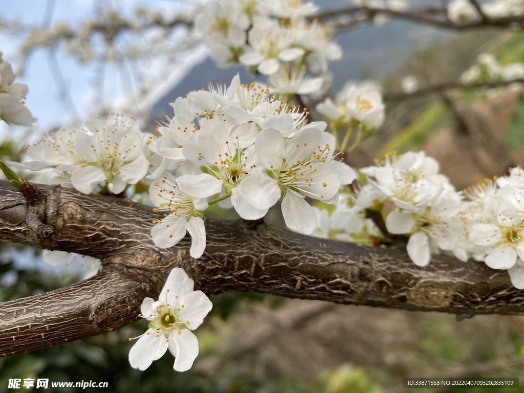 李子花