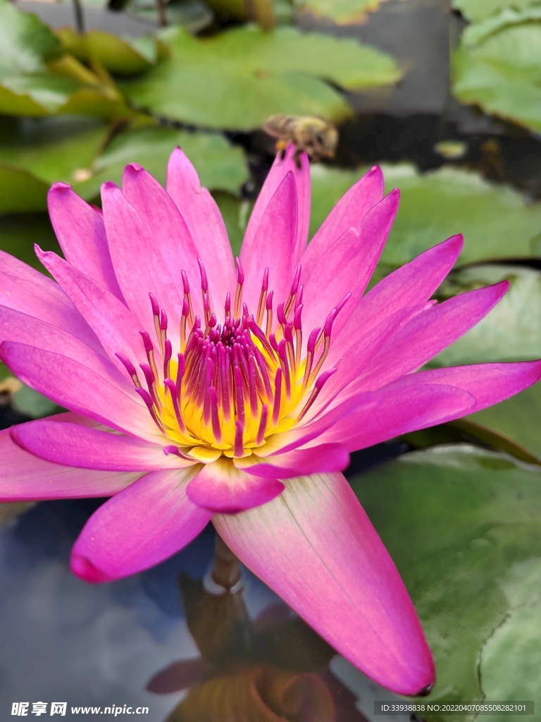 莲花
