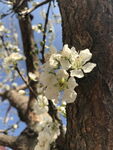 李子花