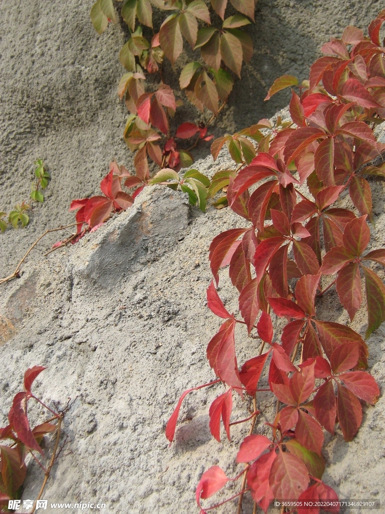 爬山虎