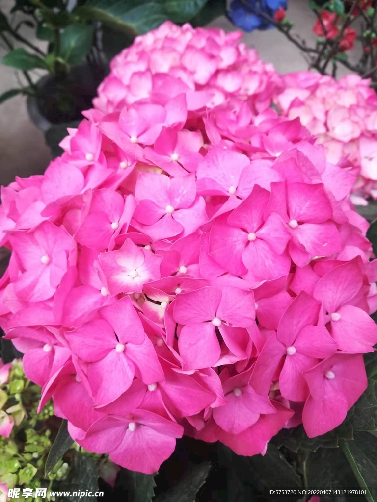 紫阳花