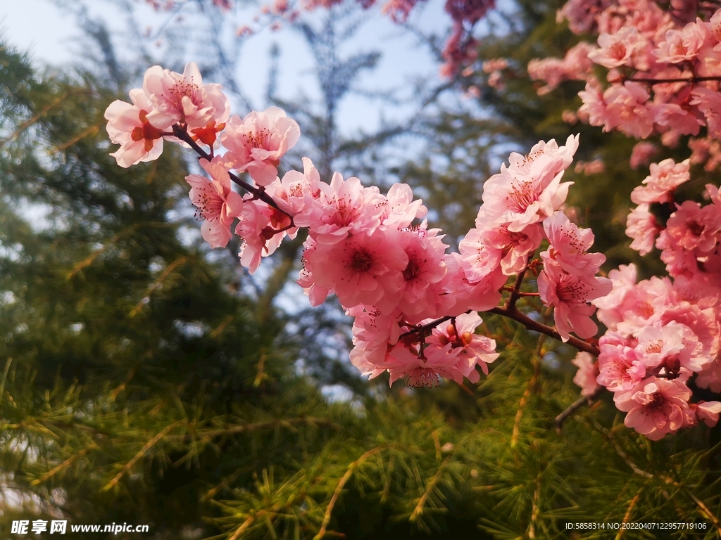 桃花