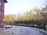 青州宋城河畔的柳树