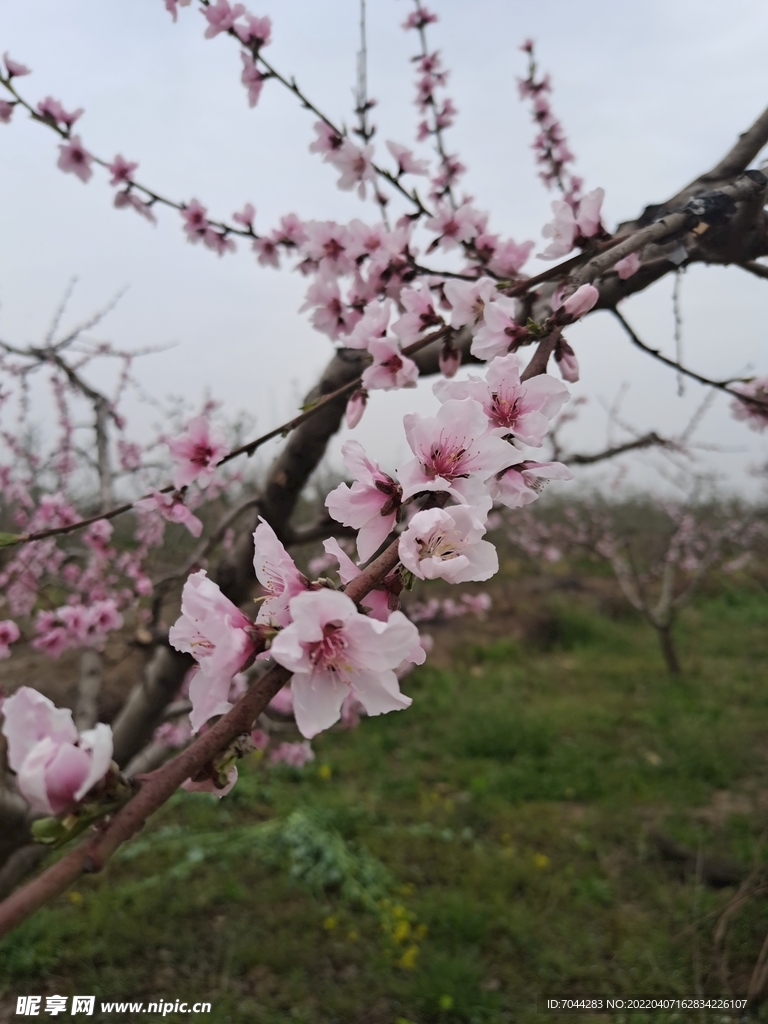 桃花