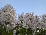 丁香花