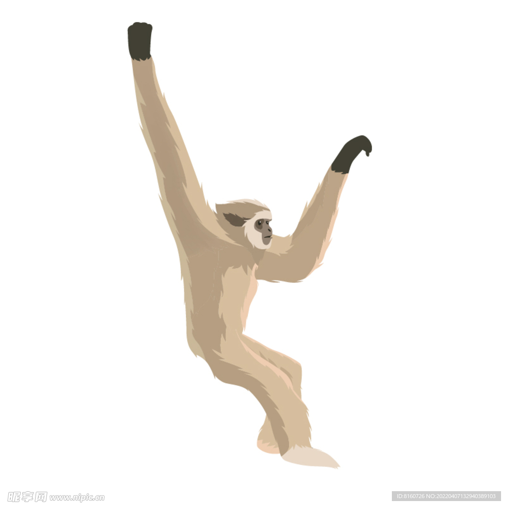 矢量动物长臂猿