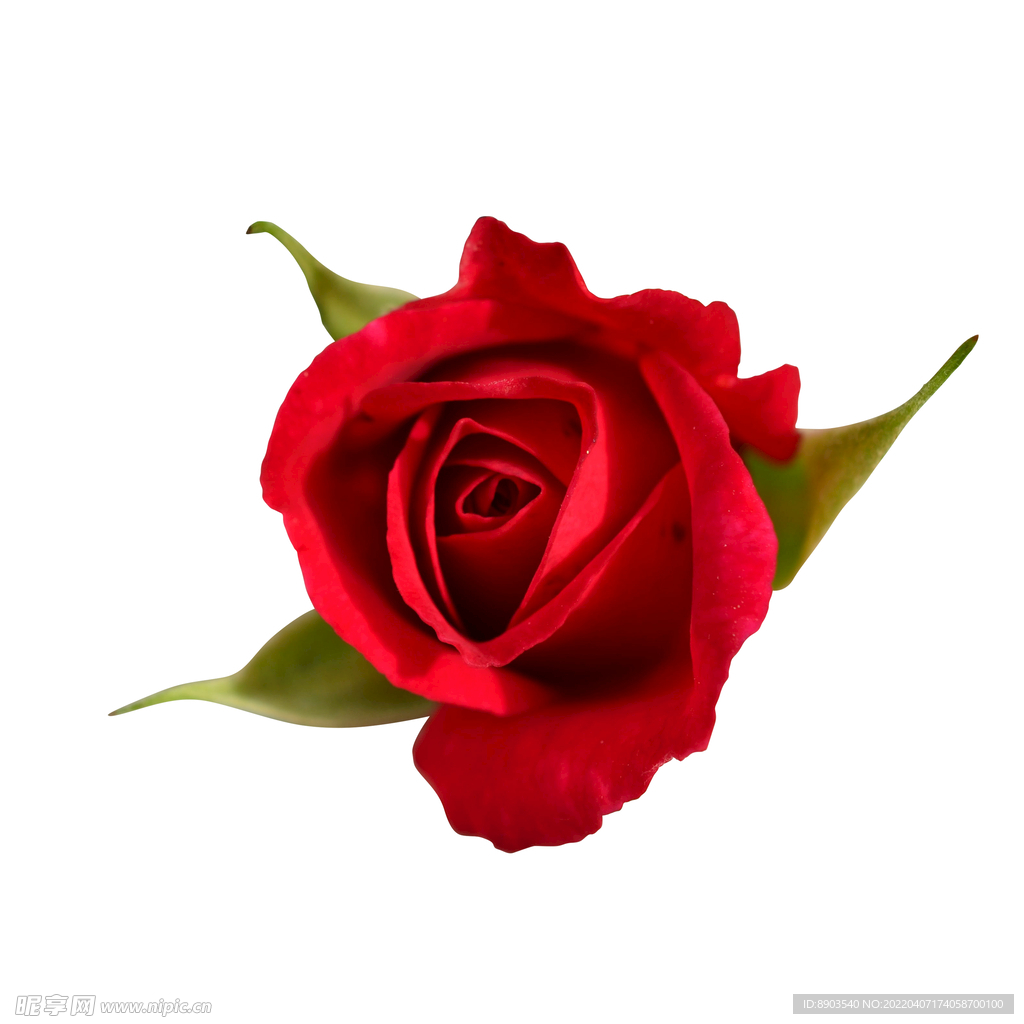 玫瑰花