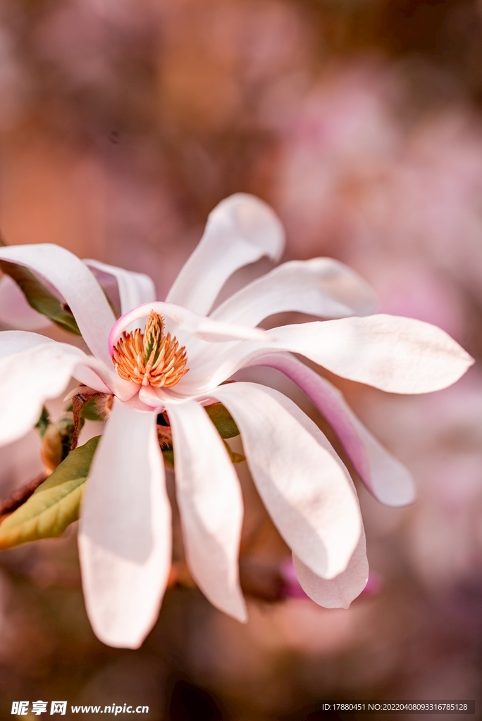 星花玉兰花