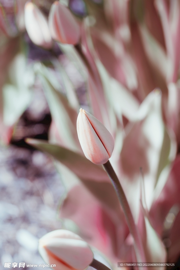 花卉