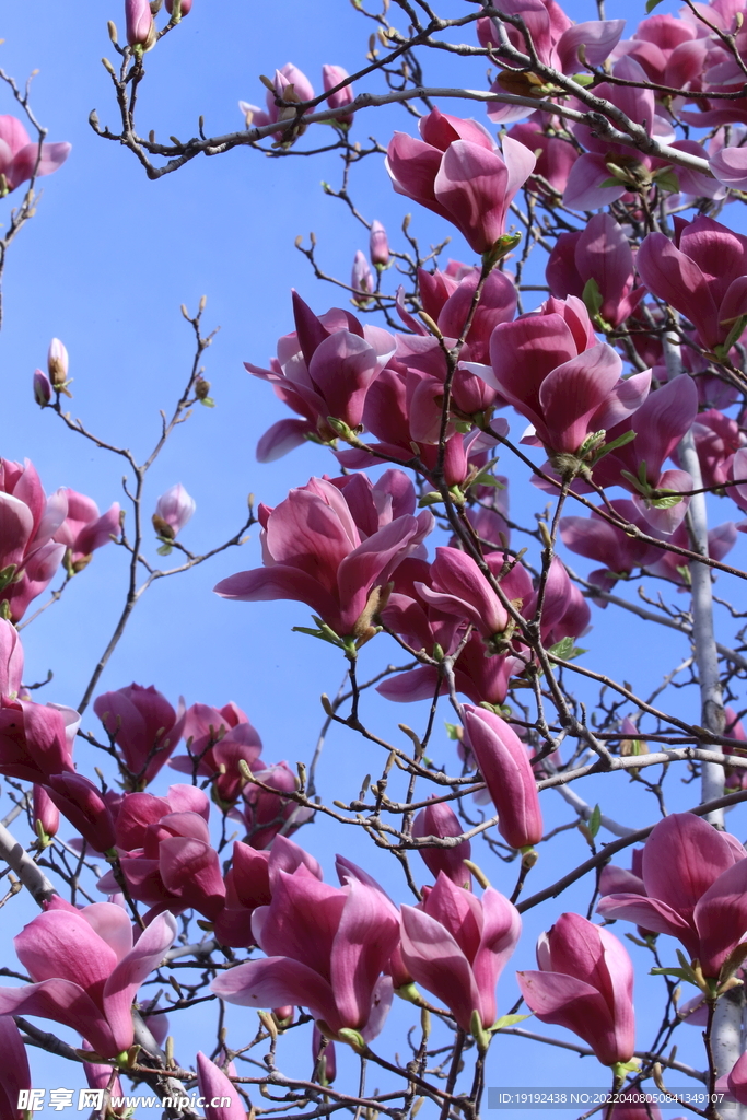 玉兰花 