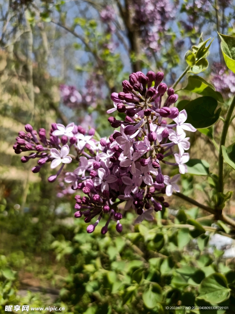 丁香花