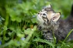 草丛里的小猫